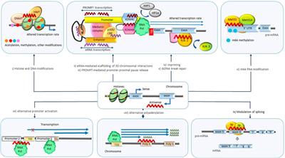 Natural antisense transcripts as drug targets